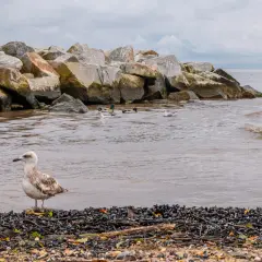 Mewa na plaży, w tle kamienny falochron i pływające kaczki. Widok na mierzeję wiślaną, która oddziela morze od Zalewu Wiślanego, tworząc unikalny krajobraz dla miast.