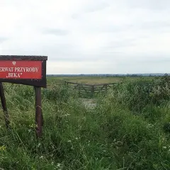 Tablica informacyjna "Rezerwat Przyrody Beka" wśród dzikiej roślinności. Drewniana kładka prowadzi w głąb rozległego krajobrazu.