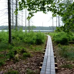 Drewniana kładka prowadzi przez las do jeziora w rezerwat kurze grzędy.