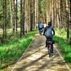 Grupa rowerzystów przemierza malownicze trasy rowerowe Kaszub przez sosnowy las.