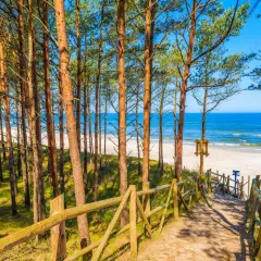 Ścieżka przez sosnowy las prowadzi na piaszczystą, słoneczną plażę w Ciekocinku.