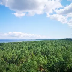 Rozległy las sosnowy na Sobieszewie, z widokiem na morze i błękitne niebo z chmurami. Idealne miejsce na odkrywanie atrakcji przyrodniczych.