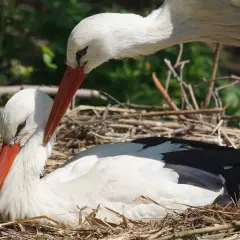 Dwa bociany w gnieździe na Kaszubach. Jeden pochyla się nad drugim, czyszcząc mu pióra.