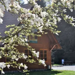 Kwiaty magnolii nad drewnianym budynkiem w wirty arboretum.