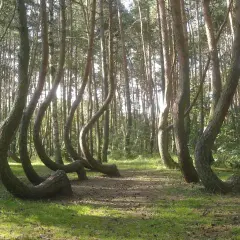 Krzywy las w Sobieszewie, gdzie pnie drzew wyginają się w nienaturalny sposób, tworząc fantastyczny krajobraz.