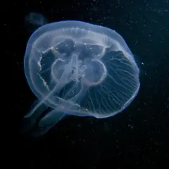 Przezroczysta meduza w Bałtyku, delikatnie unosząca się w ciemnej wodzie.