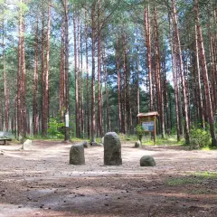 Kamienne kręgi w lesie, przypominające polskie Stonehenge, otoczone wysokimi sosnami.