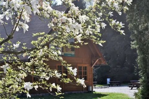 Kwiaty magnolii nad drewnianym budynkiem w wirty arboretum.