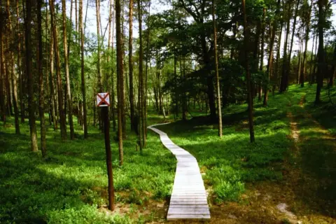 Drewniana kładka wije się przez zielone **Bory Tucholskie** w okolicach **Chojnic**.