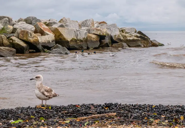 Mewa na plaży, w tle kamienny falochron i pływające kaczki. Widok na mierzeję wiślaną, która oddziela morze od Zalewu Wiślanego, tworząc unikalny krajobraz dla miast.