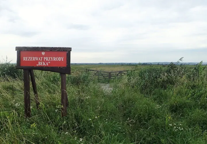 Tablica informacyjna "Rezerwat Przyrody Beka" wśród dzikiej roślinności. Drewniana kładka prowadzi w głąb rozległego krajobrazu.