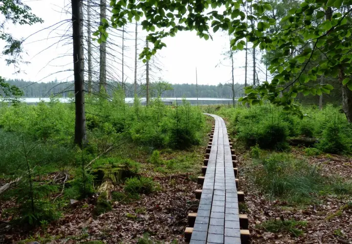 Drewniana kładka prowadzi przez las do jeziora w rezerwat kurze grzędy.