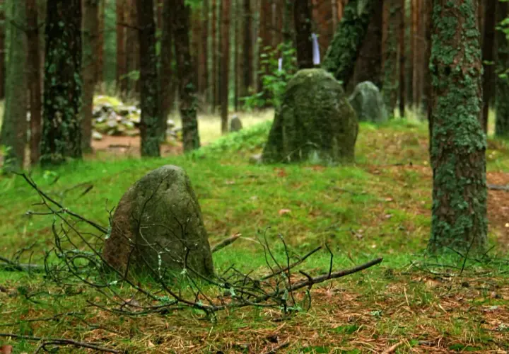 Kamienne kręgi Węsiorów w lesie, porośnięte mchem głazy tworzą tajemniczy krąg.