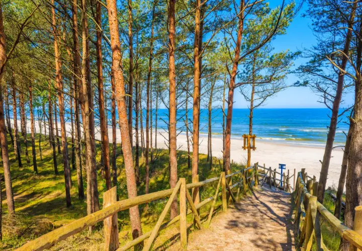Ścieżka przez sosnowy las prowadzi na piaszczystą, słoneczną plażę w Ciekocinku.