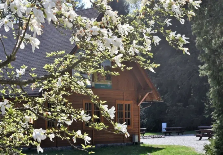 Kwiaty magnolii nad drewnianym budynkiem w wirty arboretum.