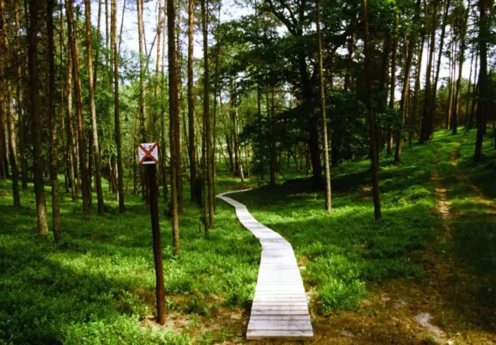 Drewniana kładka wije się przez zielone **Bory Tucholskie** w okolicach **Chojnic**.