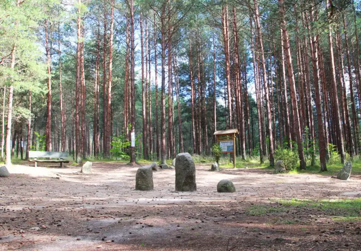 Kamienne kręgi w lesie, przypominające polskie Stonehenge, otoczone wysokimi sosnami.
