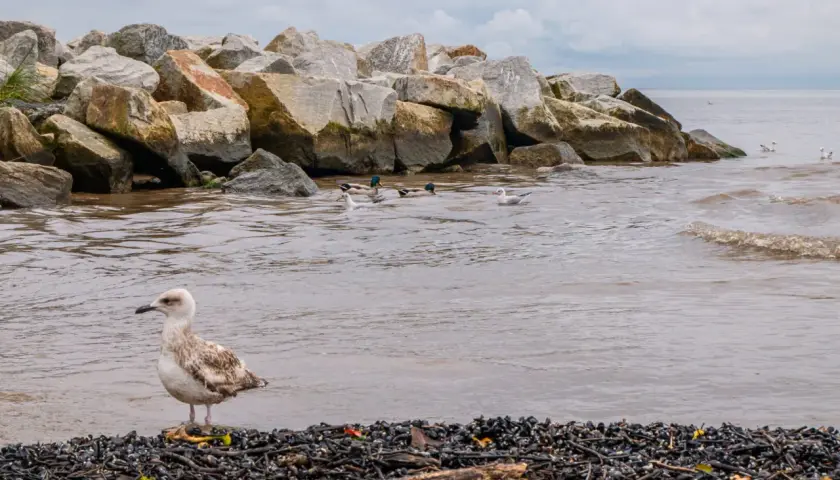 Mewa na plaży, w tle kamienny falochron i pływające kaczki. Widok na mierzeję wiślaną, która oddziela morze od Zalewu Wiślanego, tworząc unikalny krajobraz dla miast.