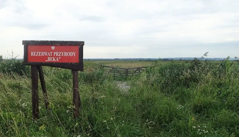 Tablica informacyjna "Rezerwat Przyrody Beka" wśród dzikiej roślinności. Drewniana kładka prowadzi w głąb rozległego krajobrazu.