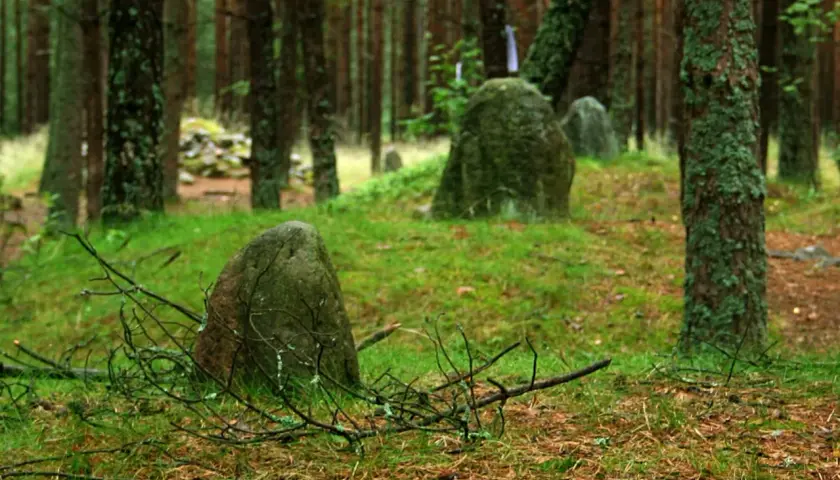 Kamienne kręgi Węsiorów w lesie, porośnięte mchem głazy tworzą tajemniczy krąg.