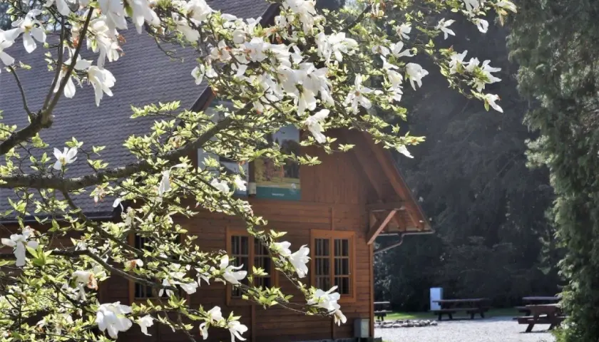 Kwiaty magnolii nad drewnianym budynkiem w wirty arboretum.