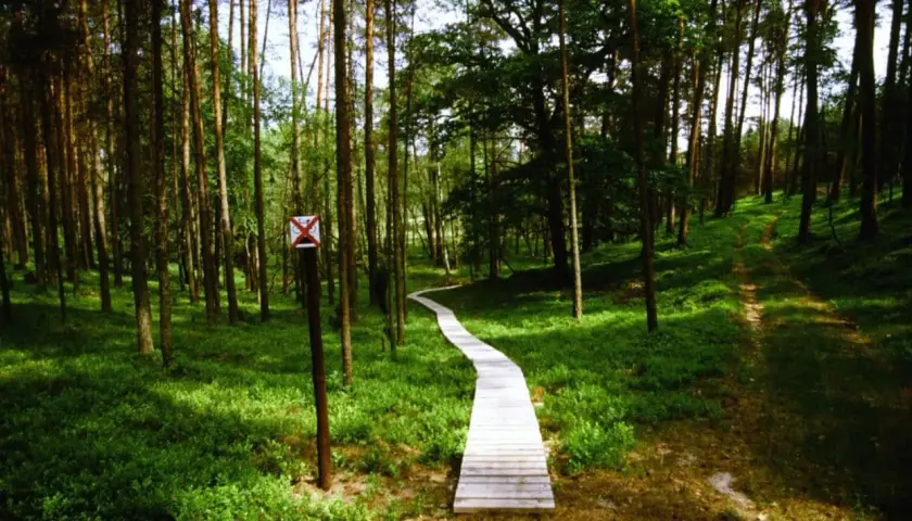 Drewniana kładka wije się przez zielone **Bory Tucholskie** w okolicach **Chojnic**.