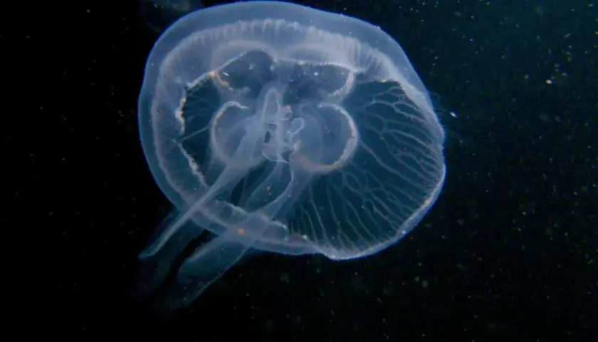 Przezroczysta meduza w Bałtyku, delikatnie unosząca się w ciemnej wodzie.