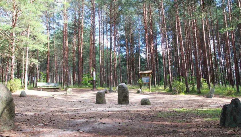 Kamienne kręgi w lesie, przypominające polskie Stonehenge, otoczone wysokimi sosnami.