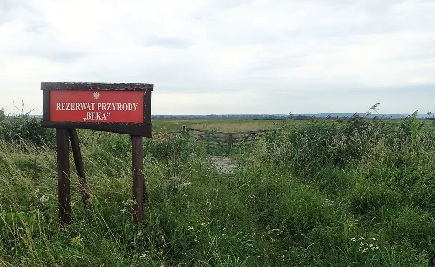 Rezerwat Beka nad Zatoką Pucką - trasy, ptaki i porady