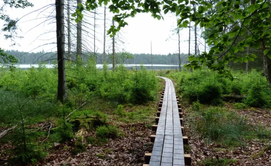 Kurze Grzędy na Kaszubach. Trasa, torfowisko i Jezioro Wielkie