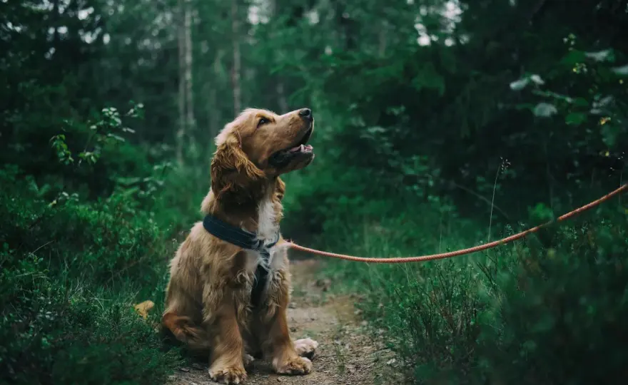 Słowiński Park Narodowy z psem - gdzie iść i czego pilnować?