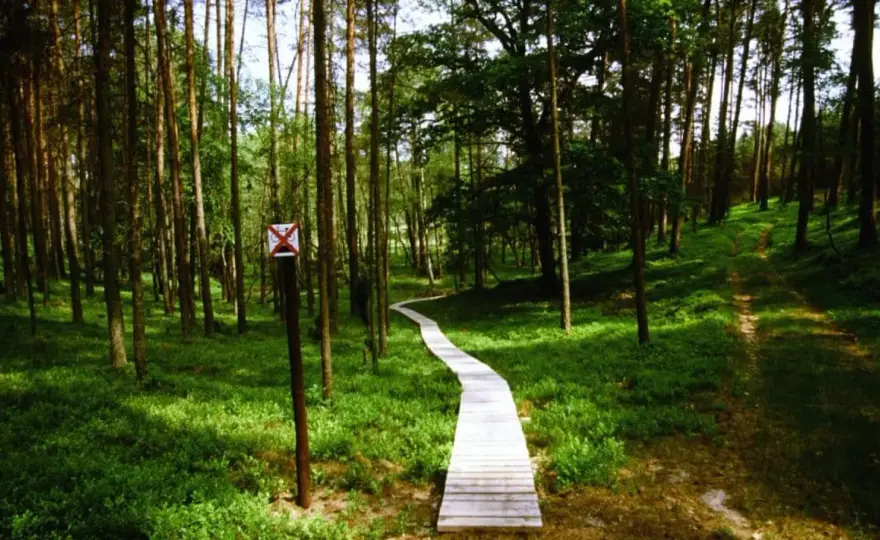 Chojnice i Bory Tucholskie - co zobaczyć w naturze?
