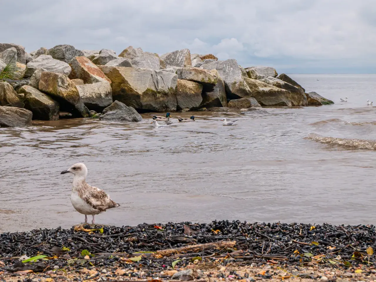 Mewa na plaży, w tle kamienny falochron i pływające kaczki. Widok na mierzeję wiślaną, która oddziela morze od Zalewu Wiślanego, tworząc unikalny krajobraz dla miast.