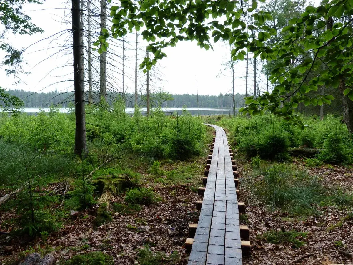 Drewniana kładka prowadzi przez las do jeziora w rezerwat kurze grzędy.