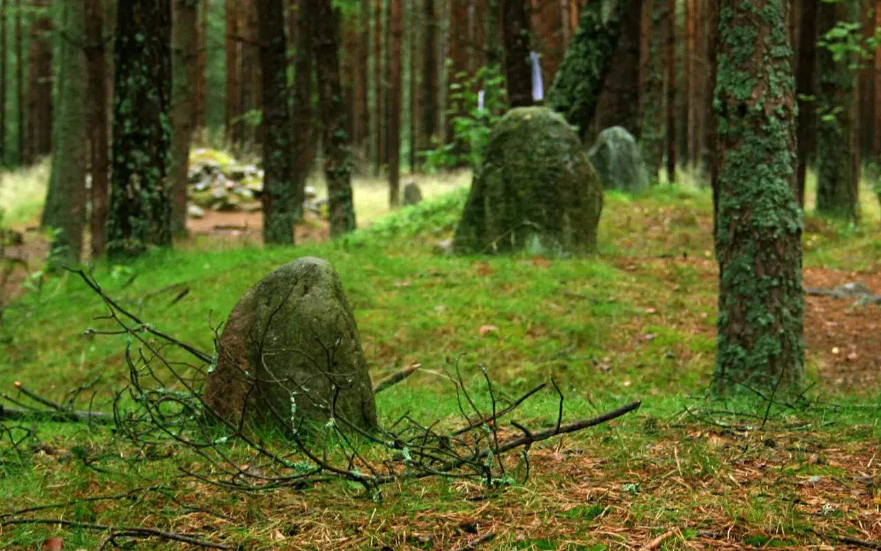 Kamienne kręgi Węsiorów w lesie, porośnięte mchem głazy tworzą tajemniczy krąg.