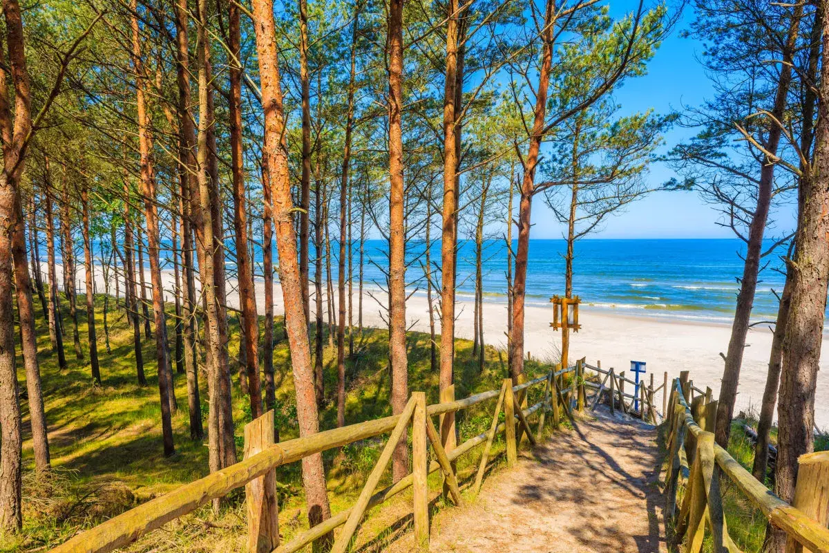 Ścieżka przez sosnowy las prowadzi na piaszczystą, słoneczną plażę w Ciekocinku.