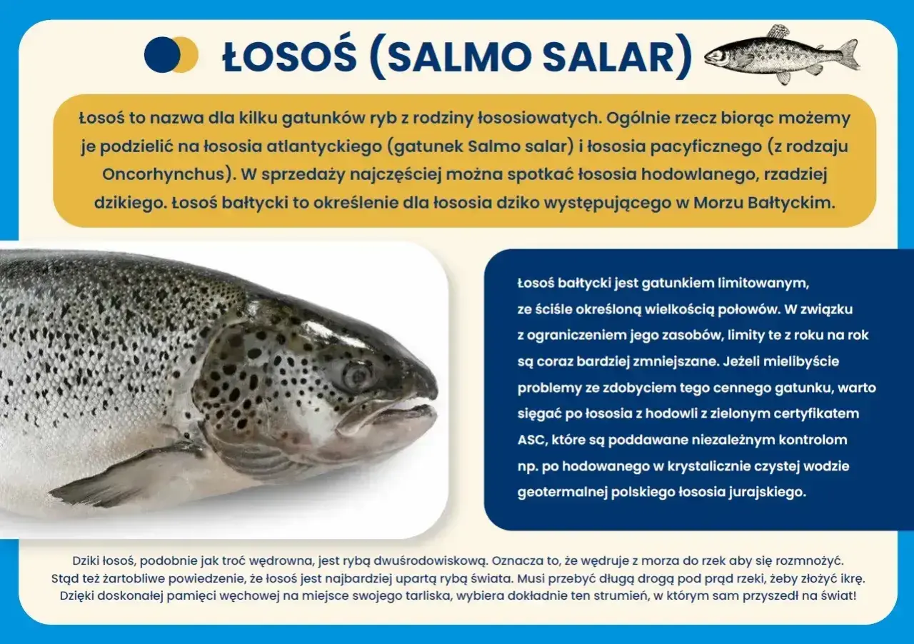 Łosoś bałtycki, cenny gatunek ryby, którego połowy są limitowane. Warto szukać łososia z certyfikatem ASC.