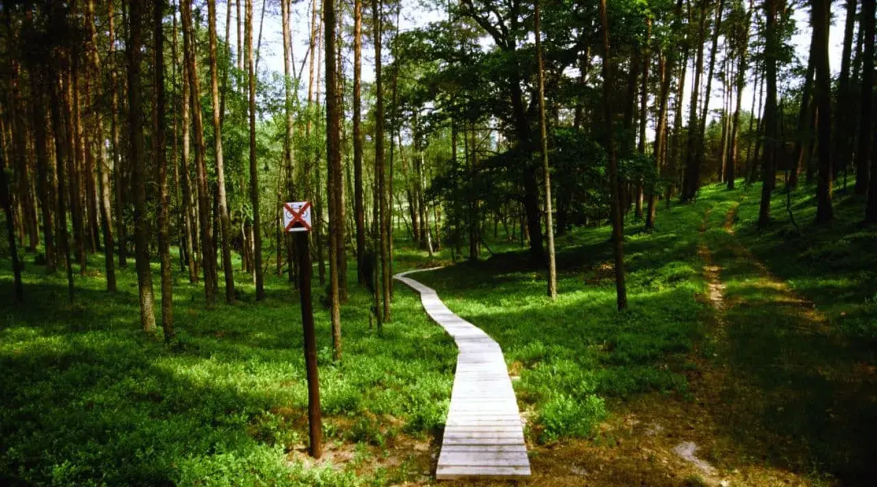 Drewniana kładka wije się przez zielone **Bory Tucholskie** w okolicach **Chojnic**.