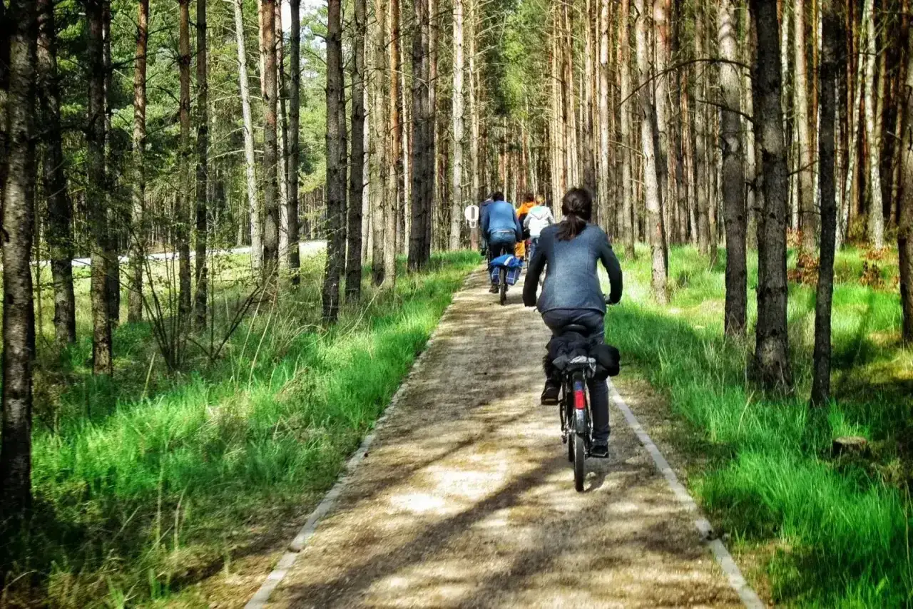 Grupa rowerzystów przemierza malownicze trasy rowerowe Kaszub przez sosnowy las.