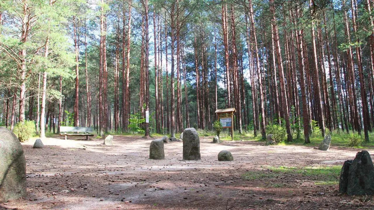 Kamienne kręgi Węsiorów w lesie sosnowym. Stare głazy tworzą tajemniczy krąg.