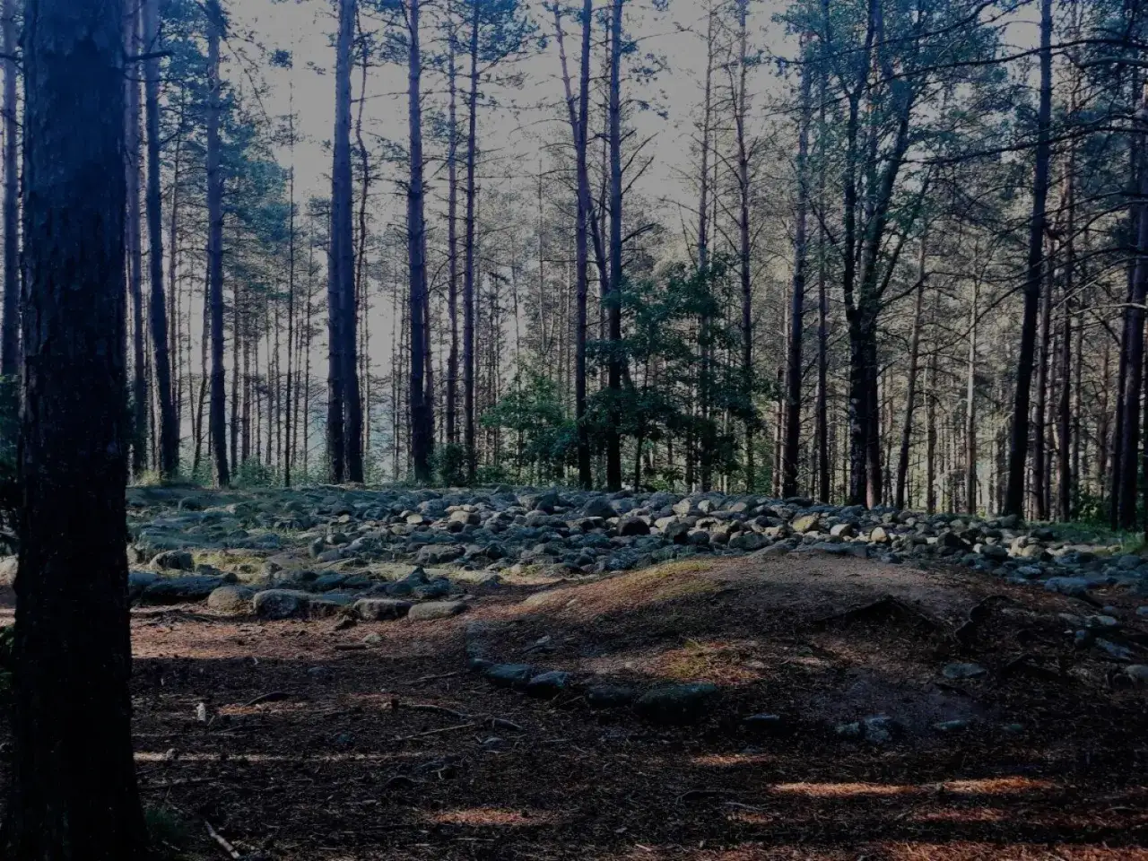 Kamienne kręgi w lesie, przypominające polskie Stonehenge, otoczone wysokimi sosnami.
