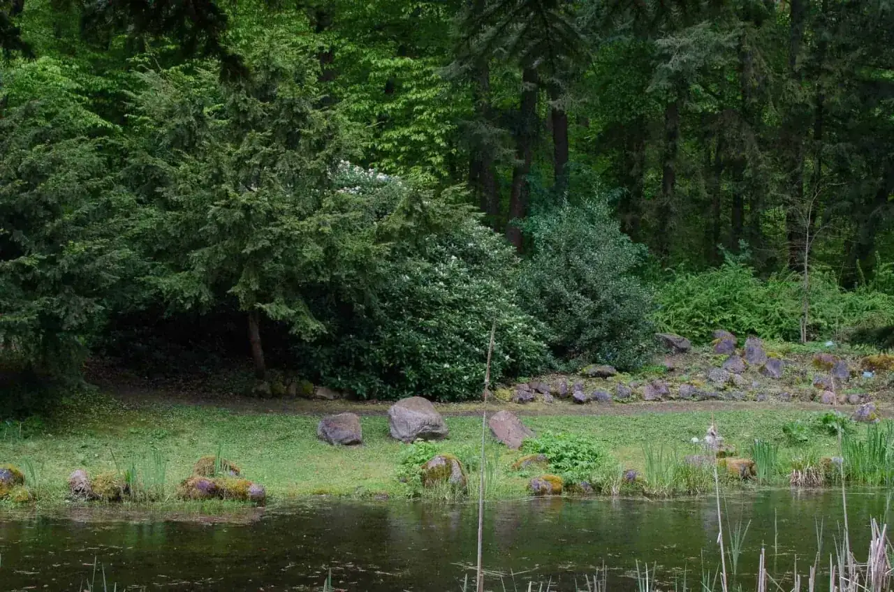 Spokojny staw w wirty arboretum otoczony bujną zielenią i kamieniami.