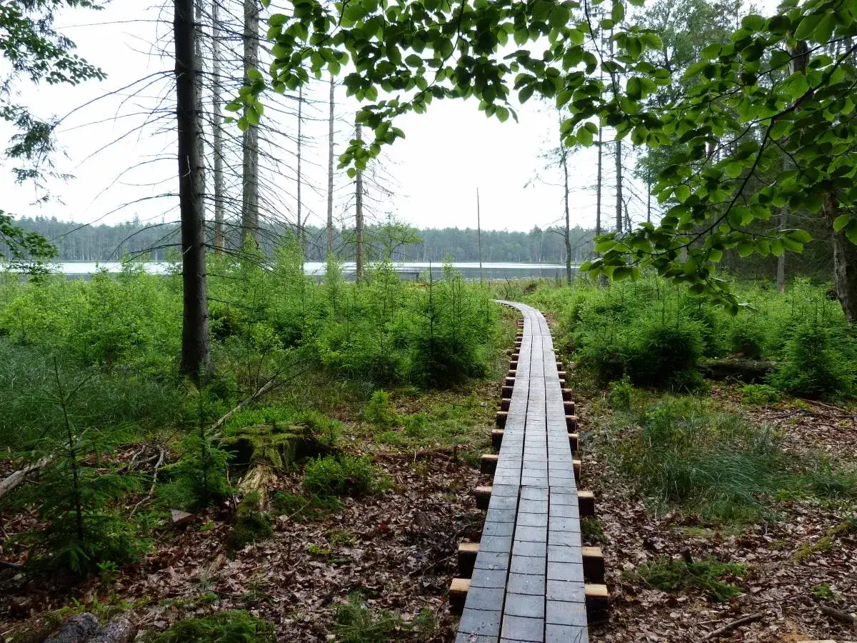 Drewniana kładka prowadzi przez las do jeziora w rezerwat kurze grzędy.